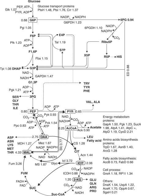 2002 s10 headlight wiring diagram