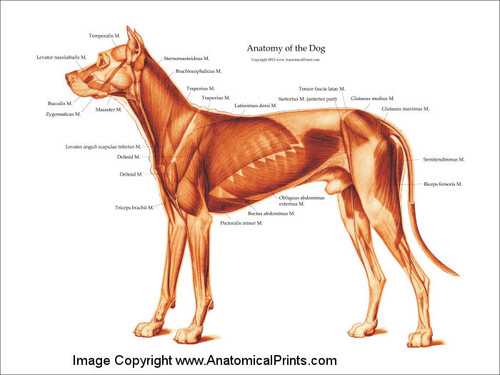 anterior and posterior schematic diagram of dog anterior and posterior schematic diagram of dog