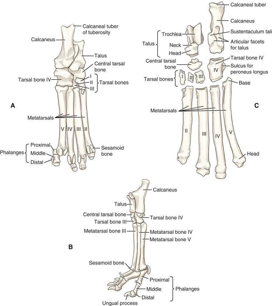 anterior and posterior schematic diagram of dog anterior and posterior schematic diagram of dog