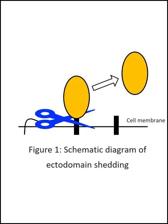 biology schematic diagrams biology schematic diagrams