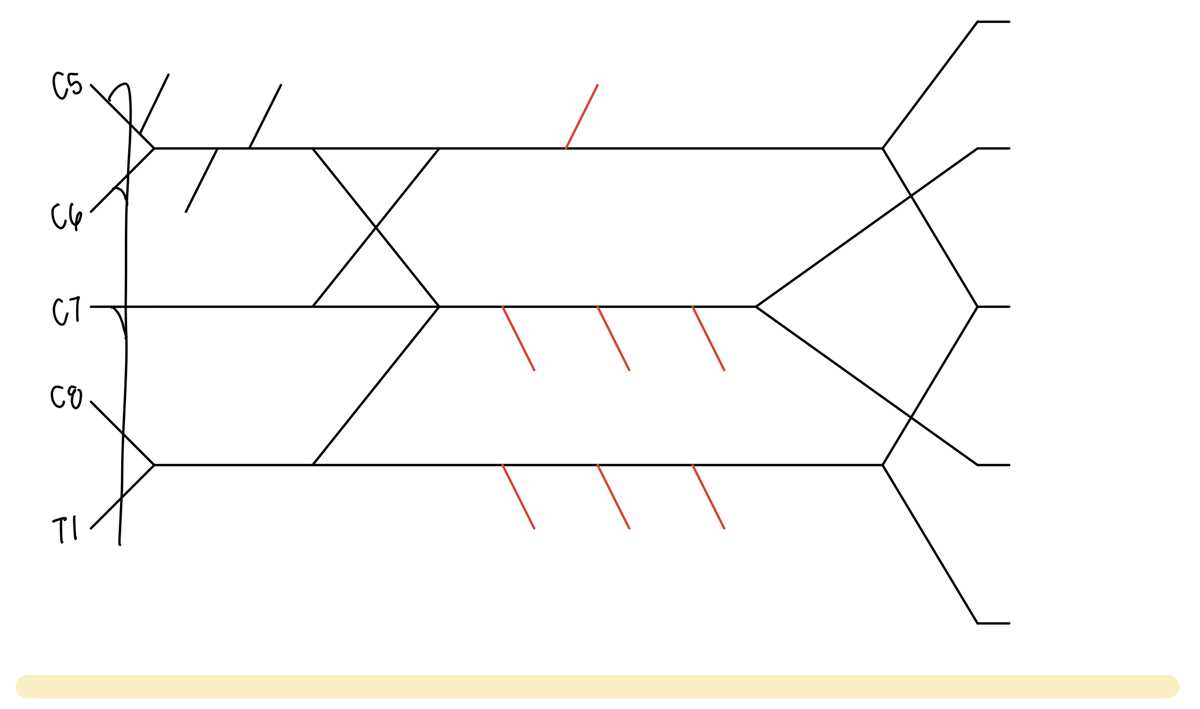 brachial plexus schematic diagram