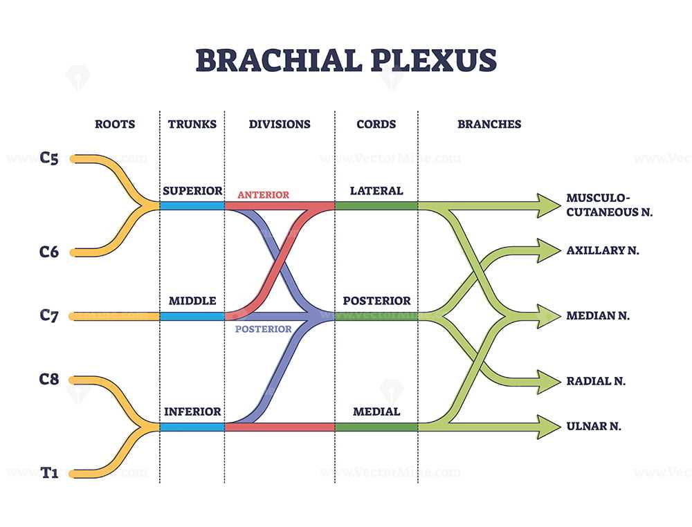 brachial plexus schematic diagram