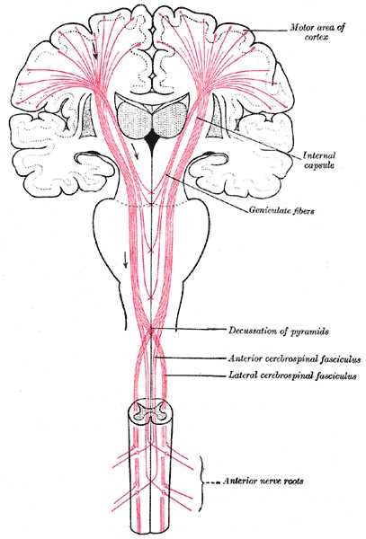 brain stem.schemata tract diagram brain stem.schemata tract diagram