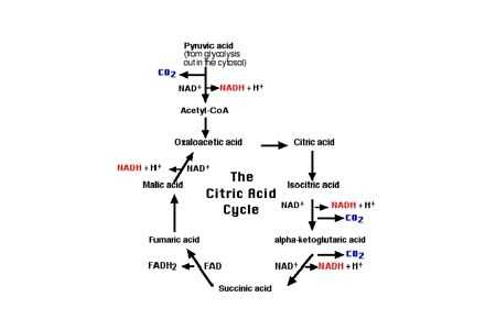 cellular respiration schematic diagram