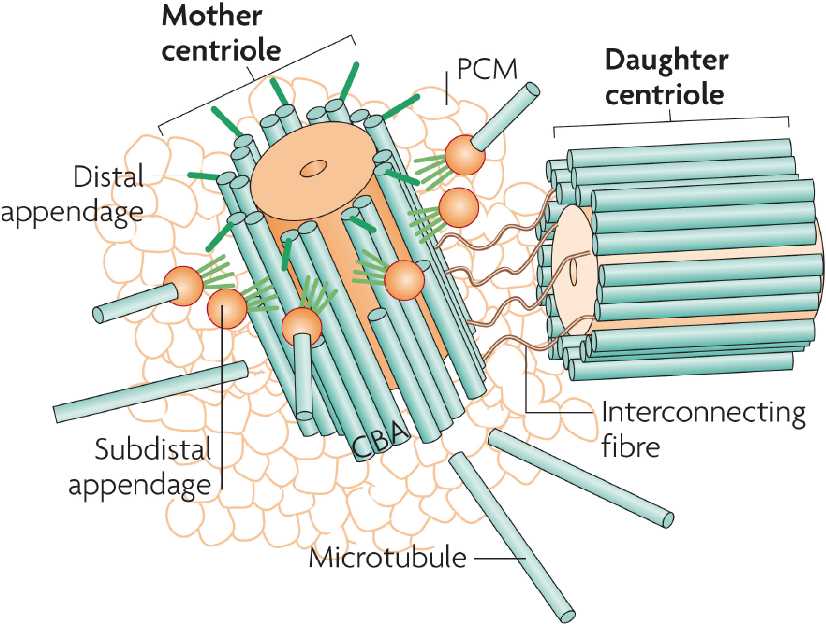 centrosome schematic diagram centrosome schematic diagram