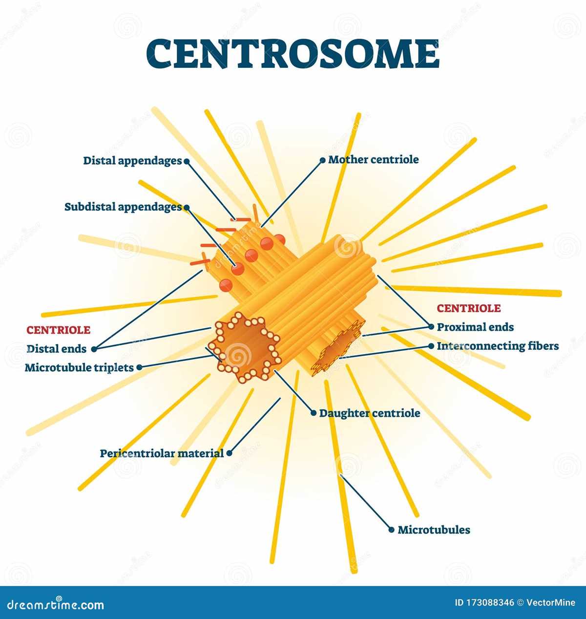 centrosome schematic diagram centrosome schematic diagram