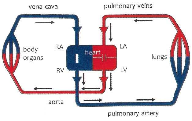 circulatory system schematic diagram