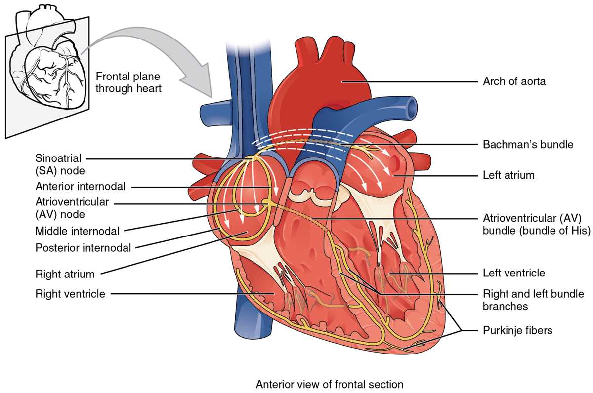 circulatory system schematic diagram