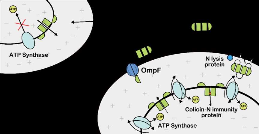 colicin e3 and immunity protein schematic diagram