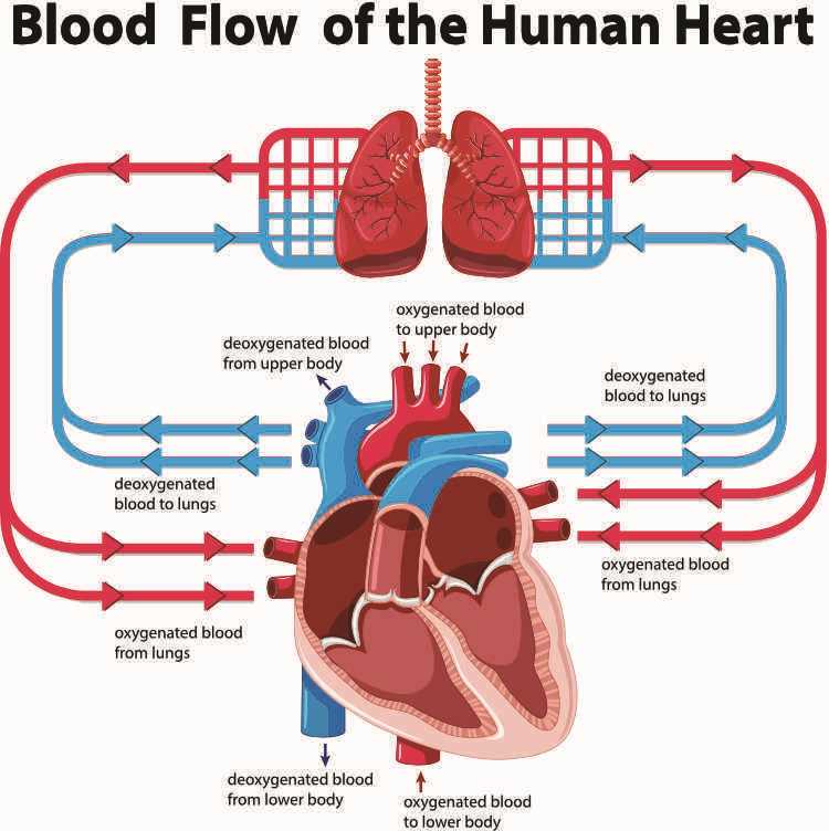defibrillator circuit diagram