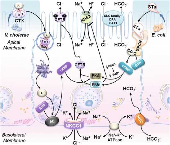 diarrhea schematic diagram
