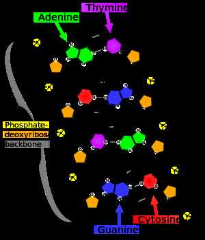 dna schematic diagram dna schematic diagram