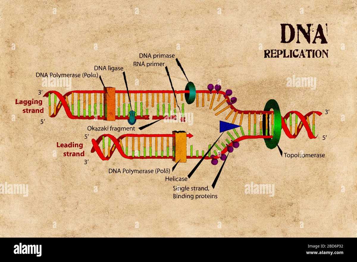 dna schematic diagram dna schematic diagram