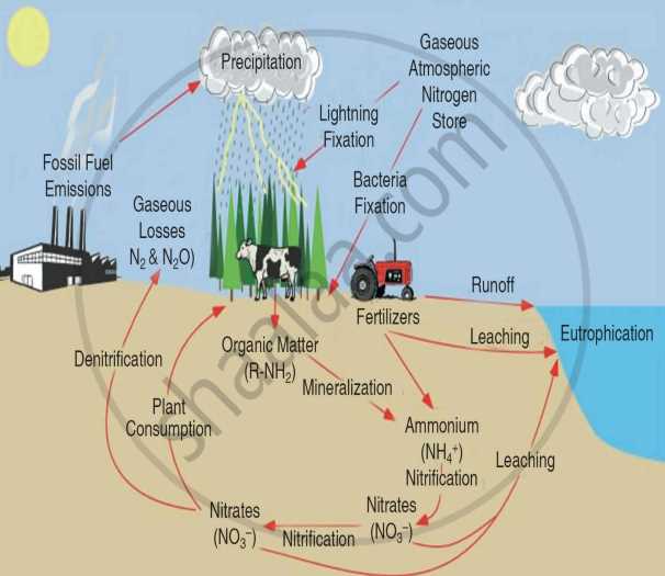 draw a schematic diagram of nitrogen cycle and explain it