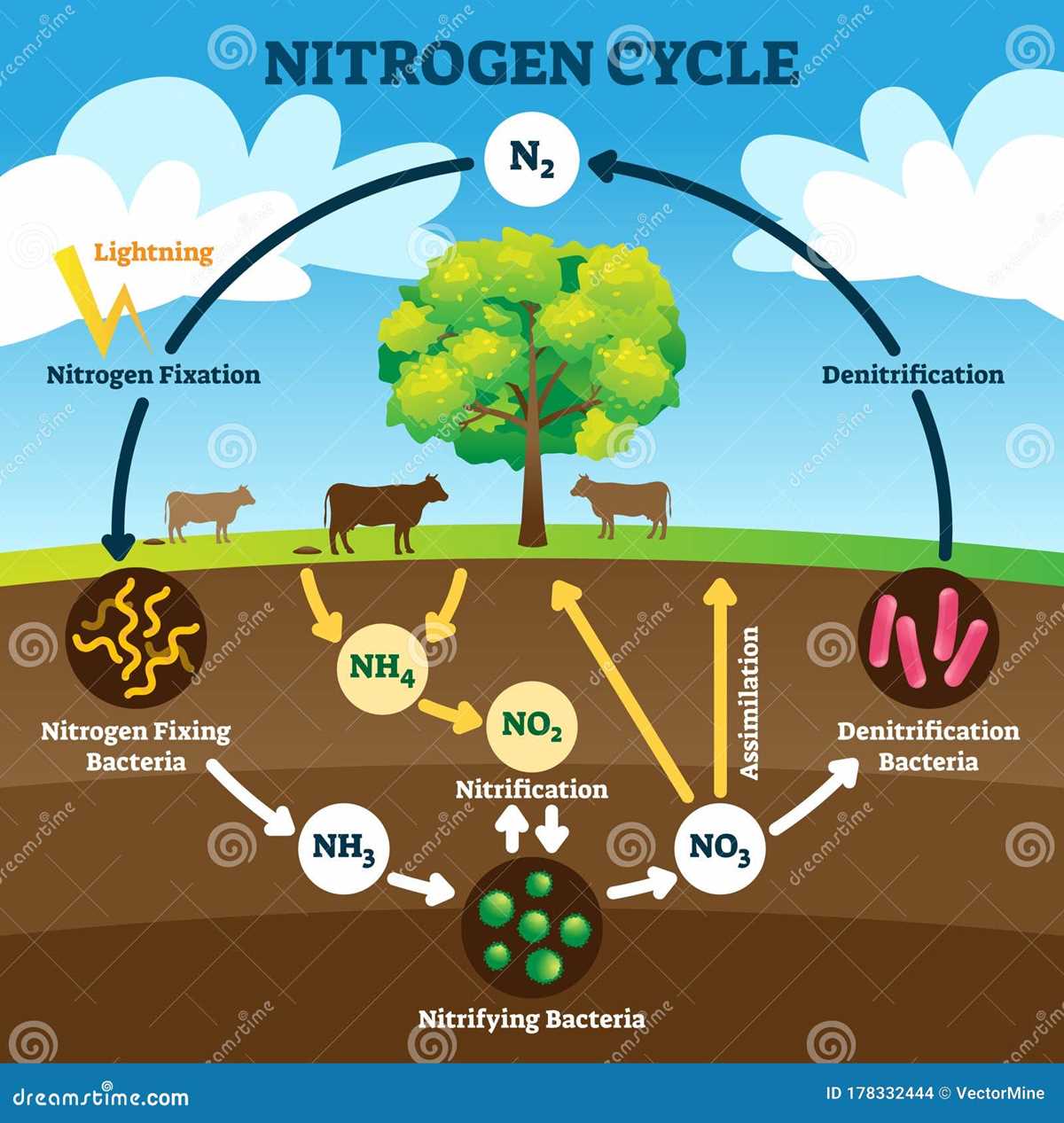 draw a schematic diagram of nitrogen cycle and explain it