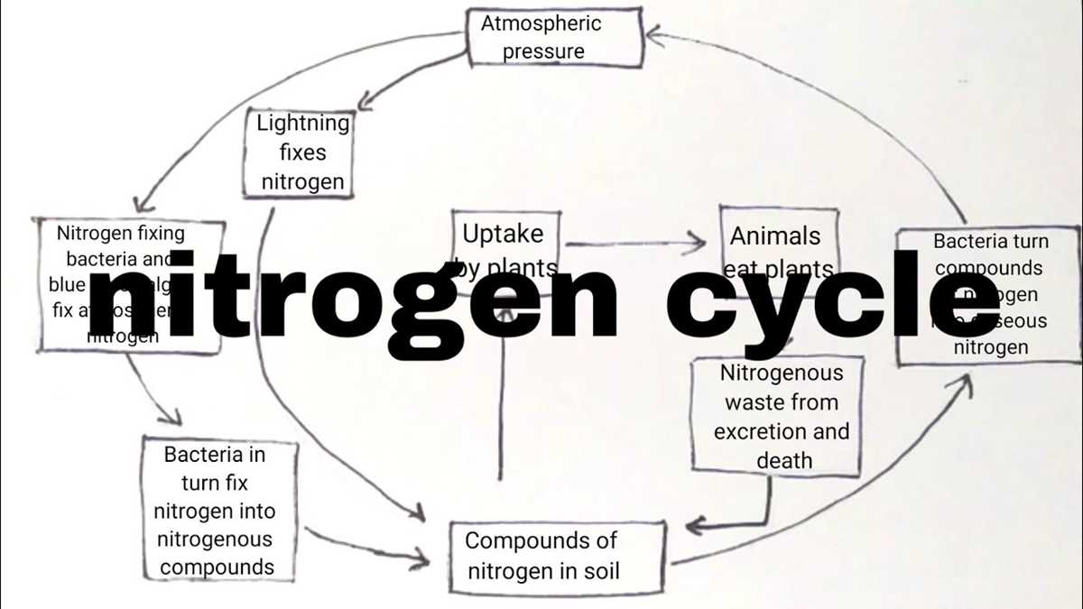 draw a schematic diagram of nitrogen cycle and explain it