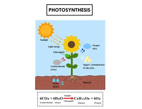 draw a schematic diagram of photosynthesis draw a schematic diagram of photosynthesis