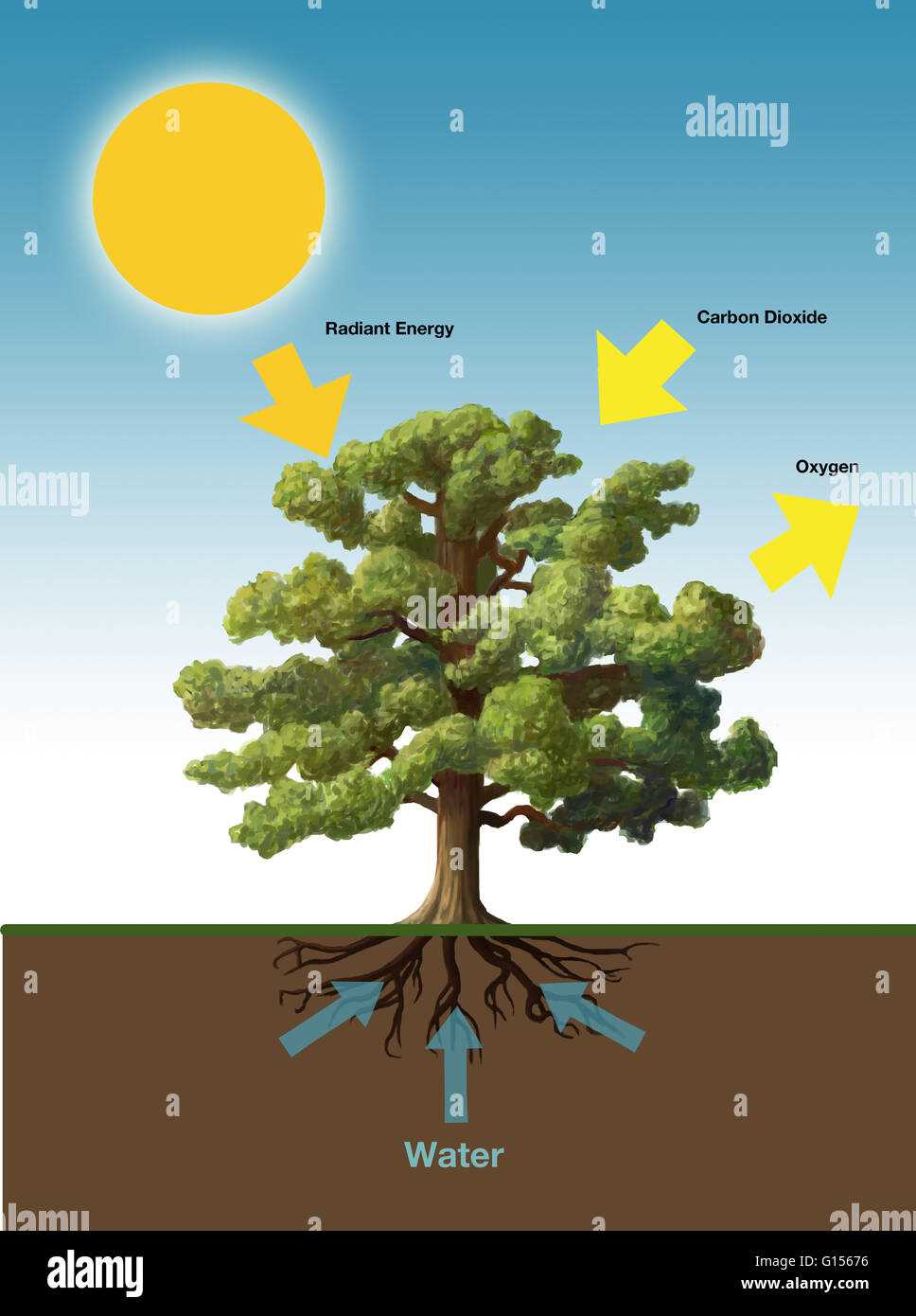 draw a schematic diagram showing photosynthesis