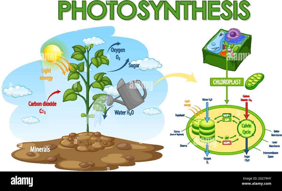 draw a schematic diagram showing photosynthesis