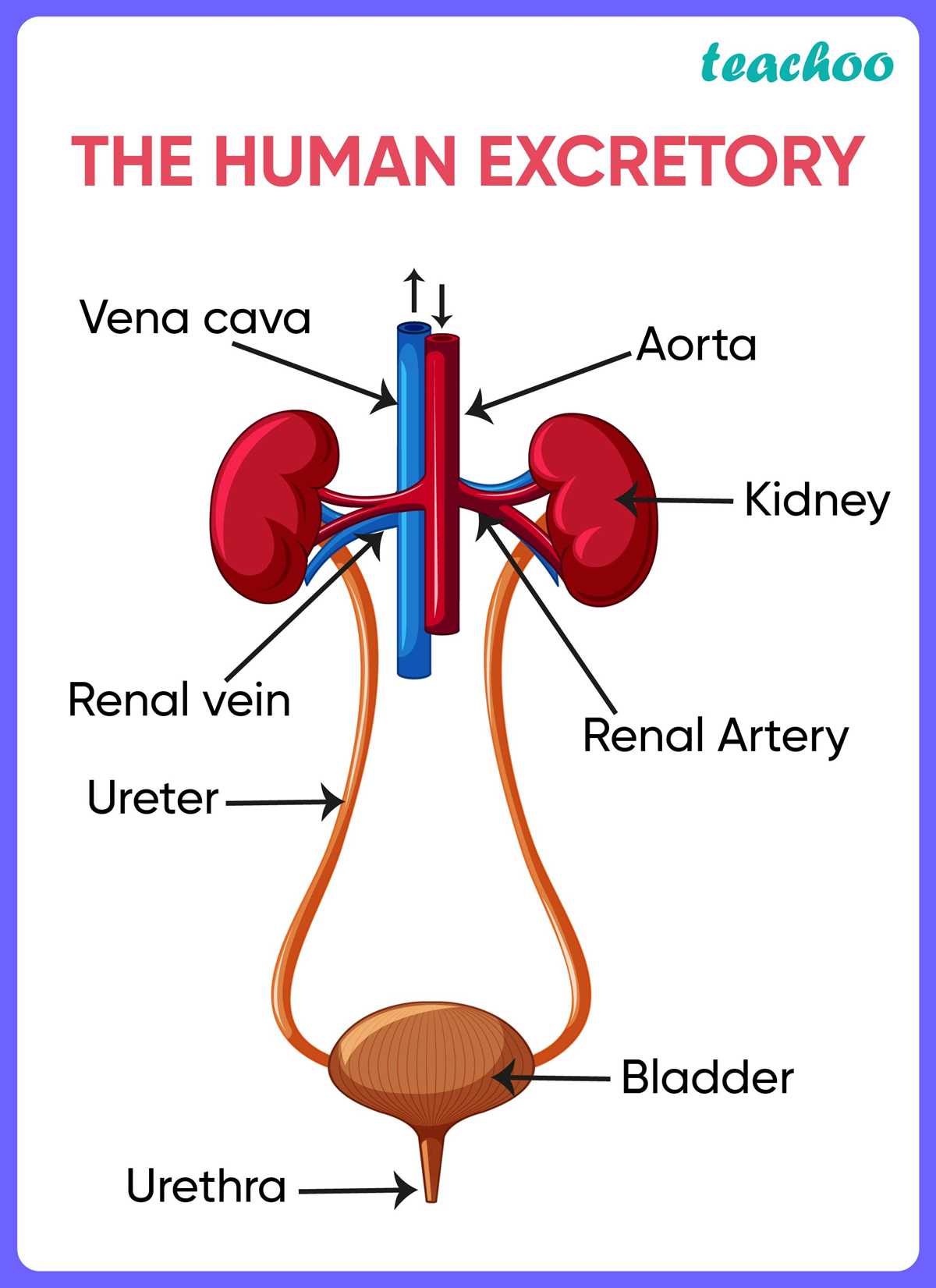 excretion diagrams schematic organism