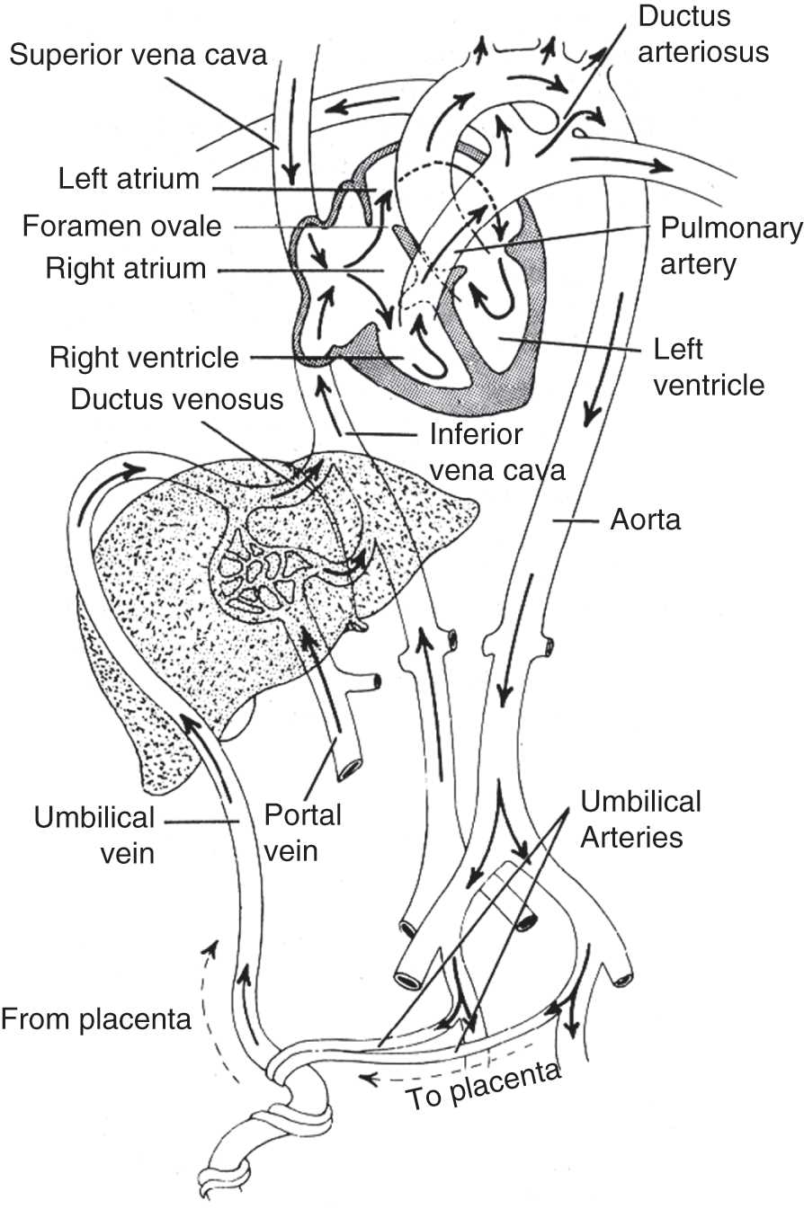 fetal circulation schematic diagram hand drawn fetal circulation schematic diagram hand drawn