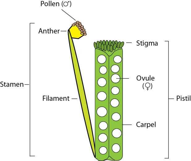 flower diagram schematic
