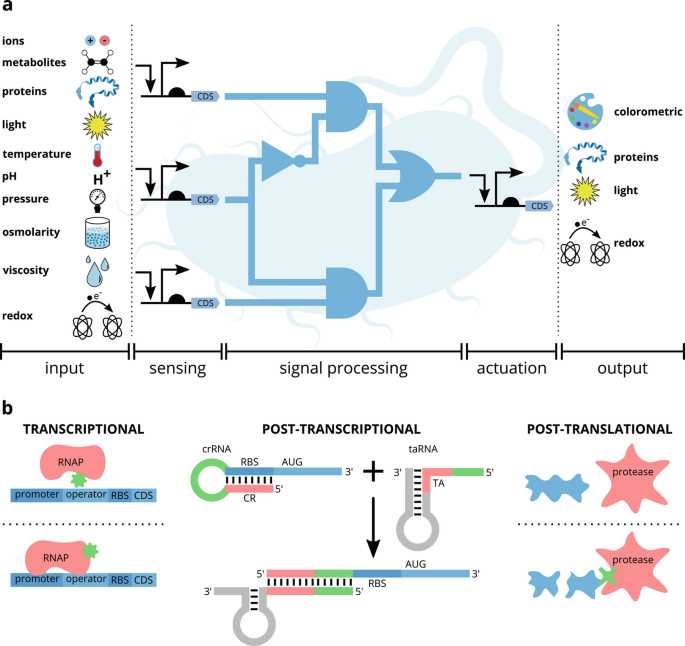gene schematic diagram creation