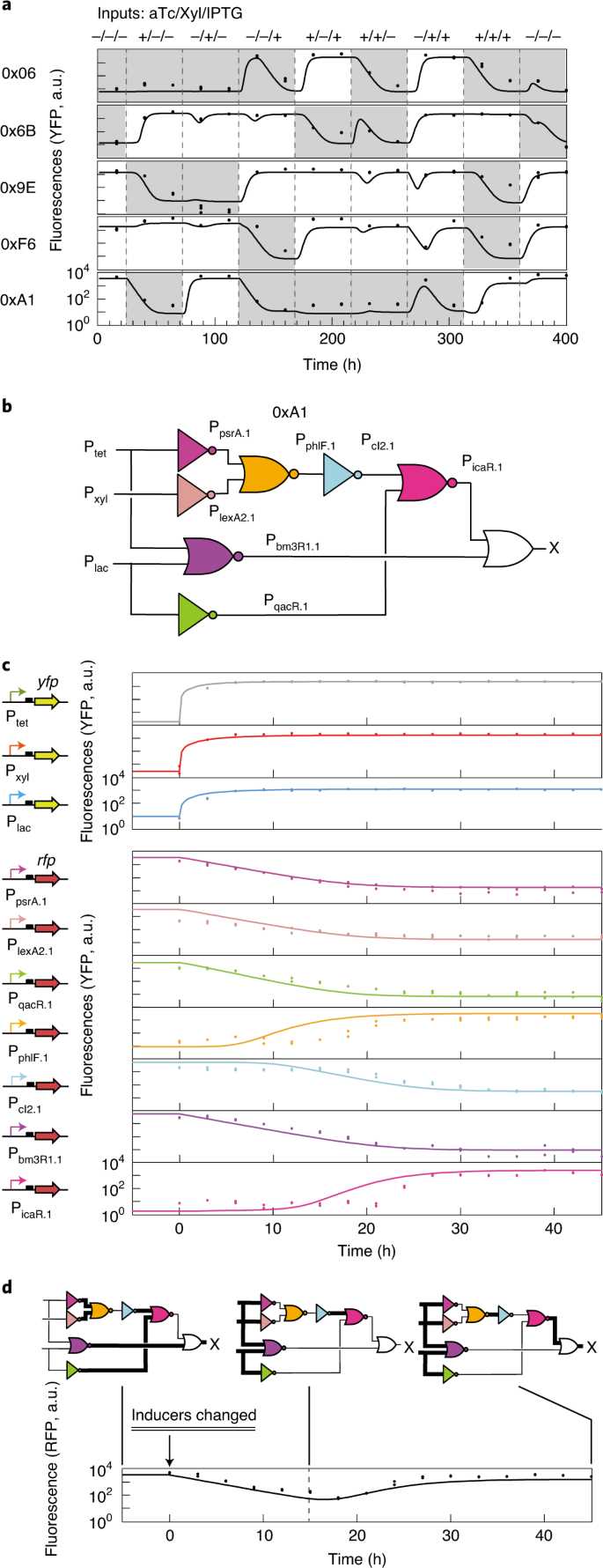 gene schematic diagram creation