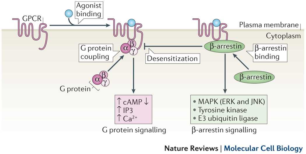gpcr schematic diagram