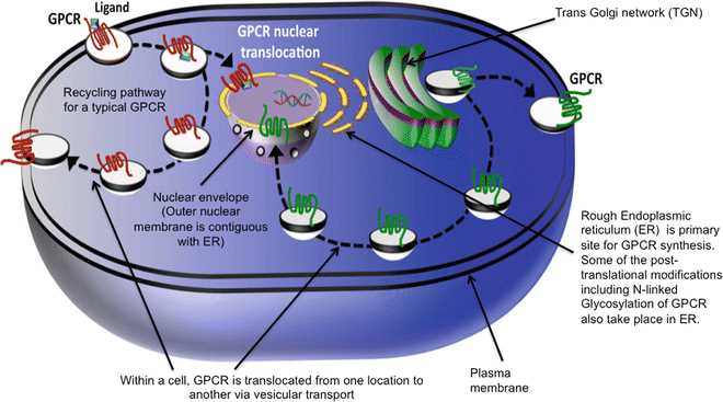 gpcr schematic diagram
