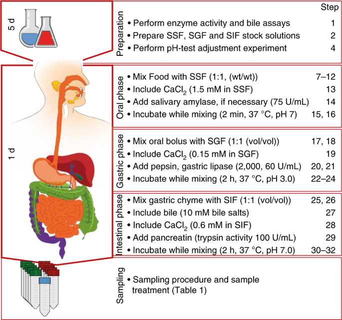 in vitro digestion schematic diagram