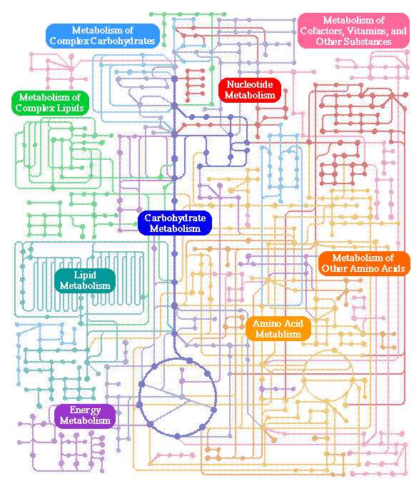 metabolic pathway schematic diagram