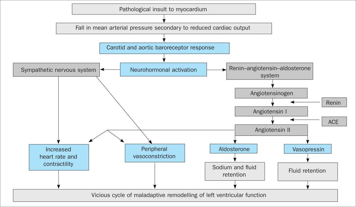 pathophysiology of congestive heart failure schematic diagram