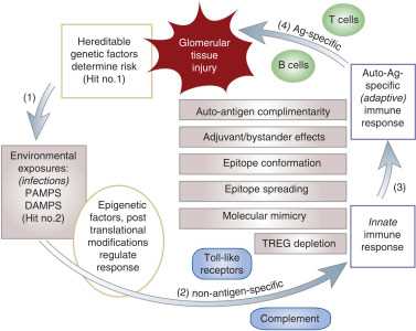 pathophysiology of glomerulonephritis schematic diagram