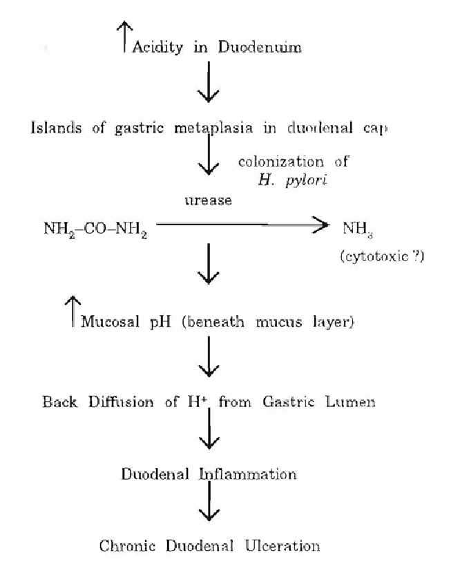 pathophysiology of peptic ulcer disease schematic diagram