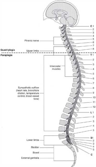 pathophysiology of spinal cord injury schematic diagram