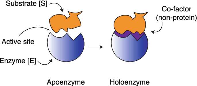 schematic diagram enzyme