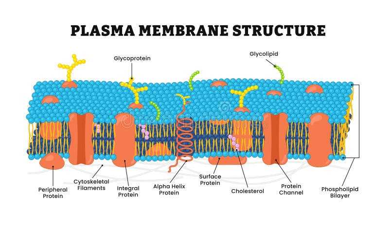schematic diagram of a membrane phospholipid