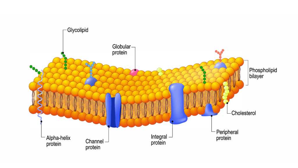 schematic diagram of a membrane phospholipid