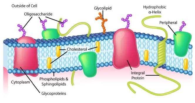schematic diagram of a membrane phospholipid