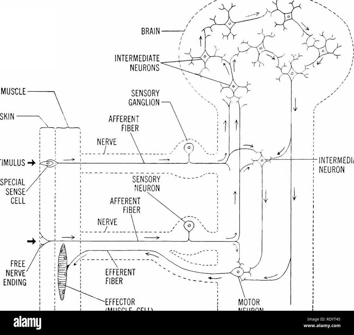 schematic diagram of a motor neuron