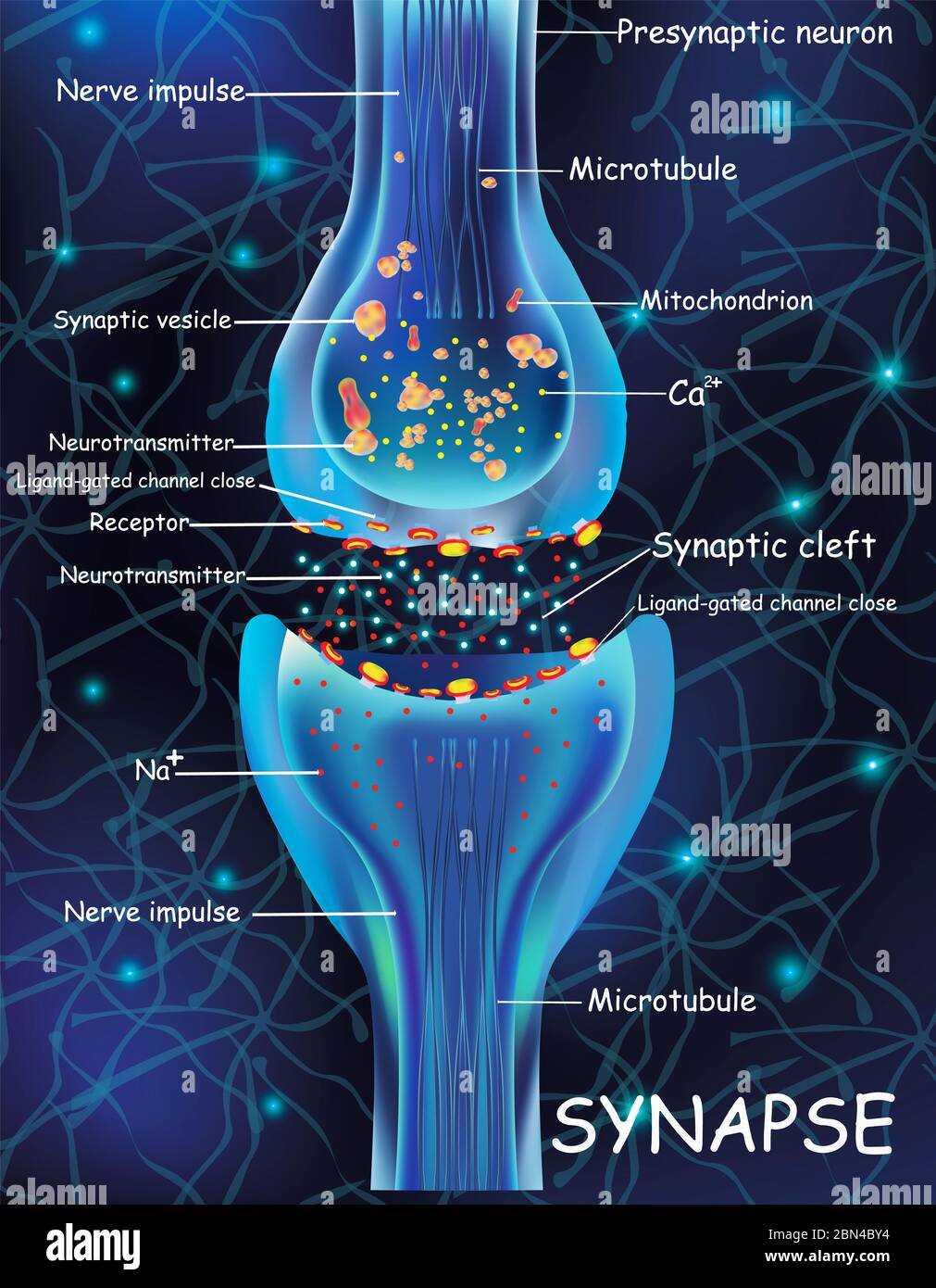 schematic diagram of a synapse