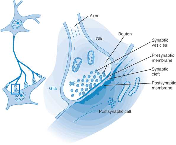 schematic diagram of a synapse