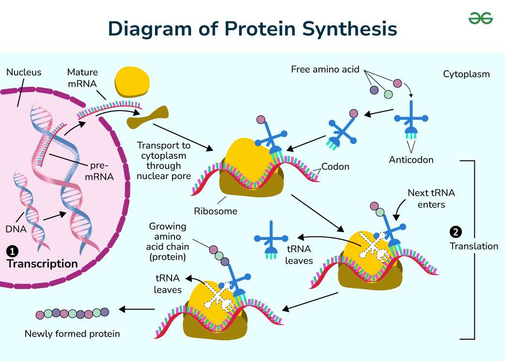 schematic diagram of amino acid schematic diagram of amino acid