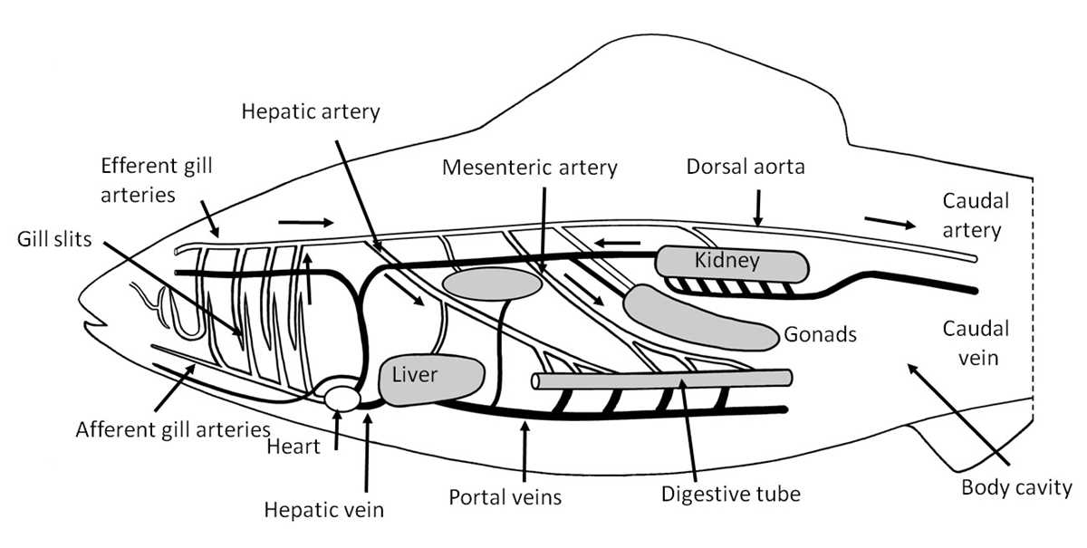 schematic diagram of blood flow in chordate