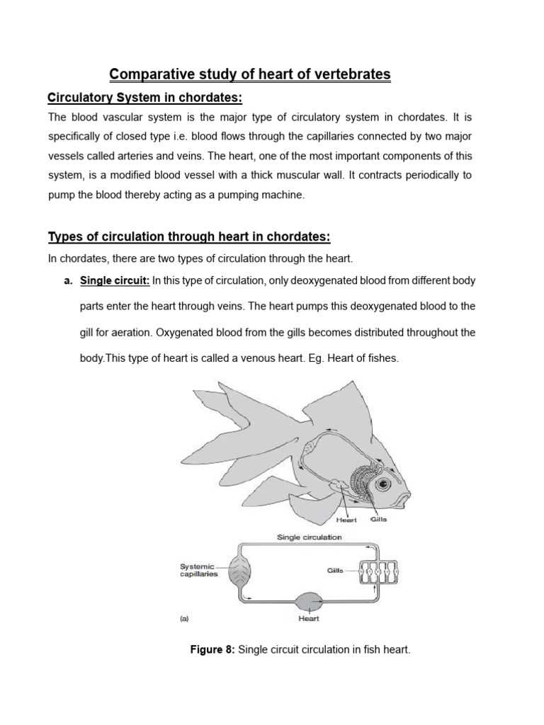 schematic diagram of blood flow in chordate