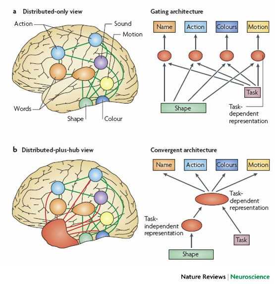 schematic diagram of brain schematic diagram of brain