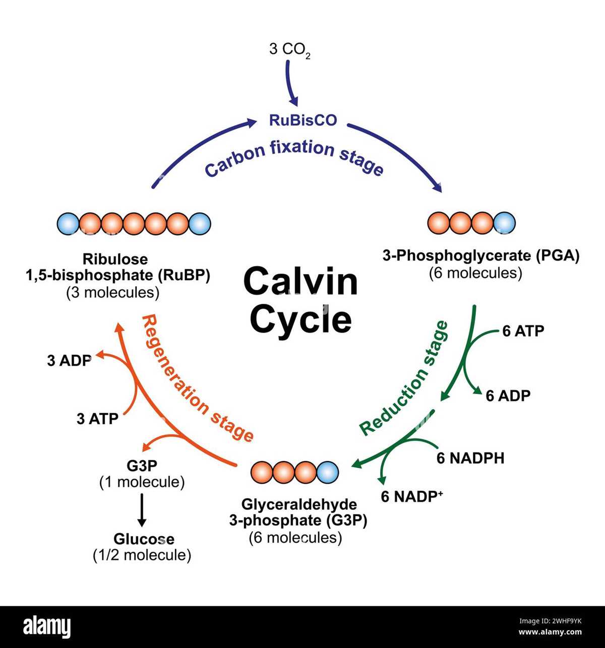 schematic diagram of calvin cycle