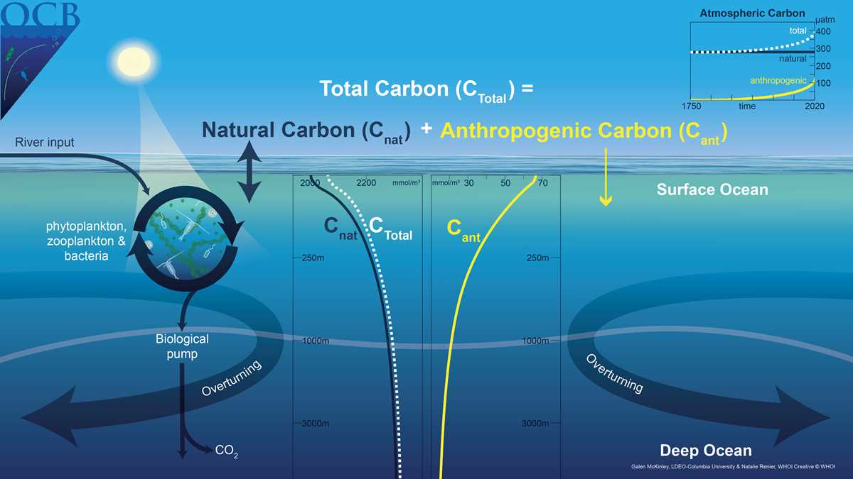 schematic diagram of carbon cycle schematic diagram of carbon cycle