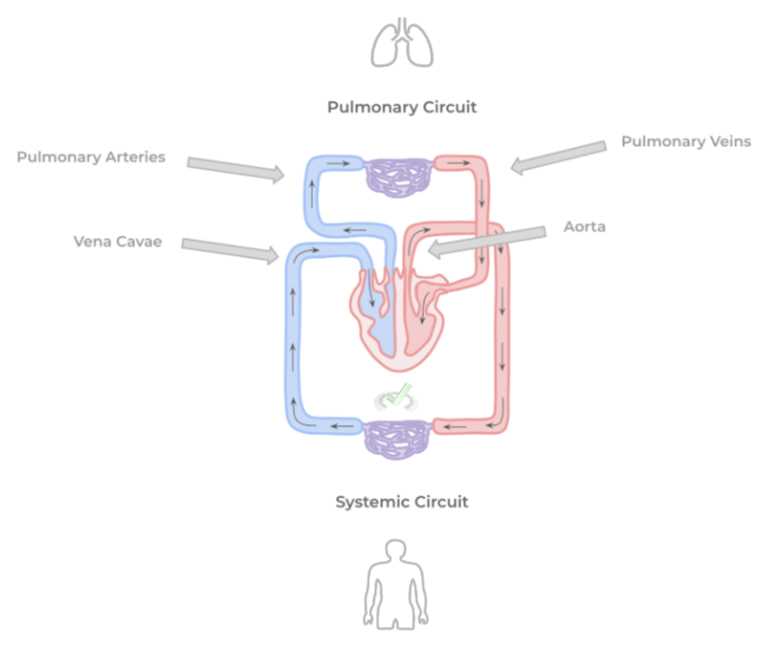 schematic diagram of cardiovascular system